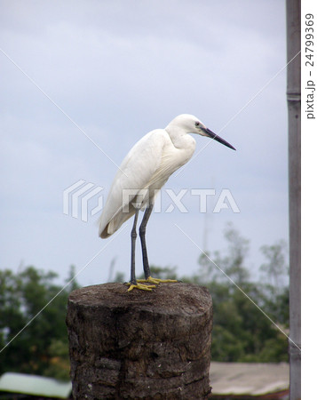 Egret, Heron Egret, Heron 24799369
