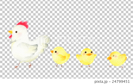 にわとり　親子 24799451