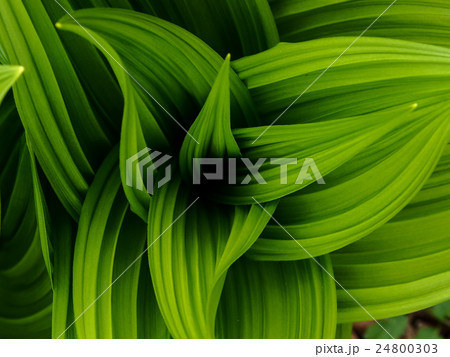 北海道の雑草 24800303