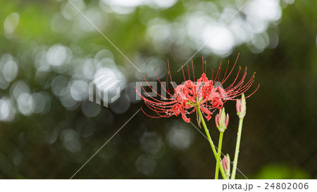 彼岸花 彼岸花 24802006