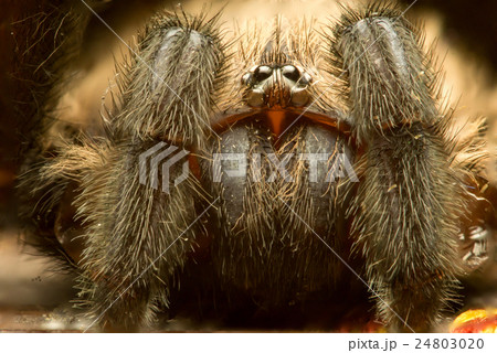 Folding-door Spiders Folding-door Spiders 24803020