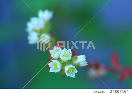 多肉植物の白い花レテイジアの写真素材