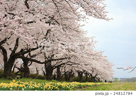 北上市展勝地さくらまつり 桜と水仙 北上市展勝地さくらまつり 桜と水仙 24812784