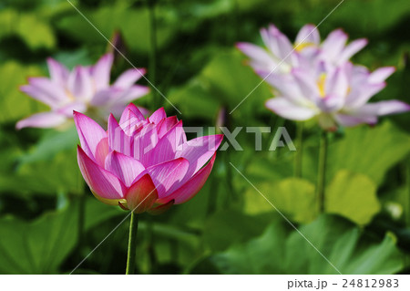 蓮の花 24812983