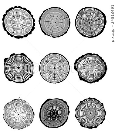 section of trunks 24813491