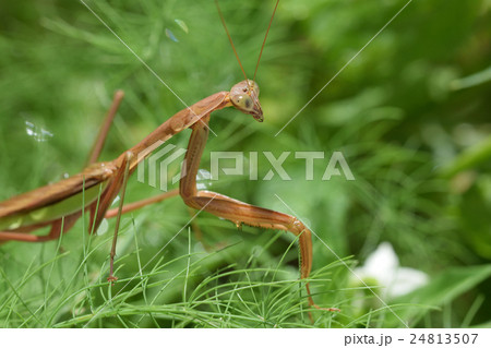 カマキリ 24813507
