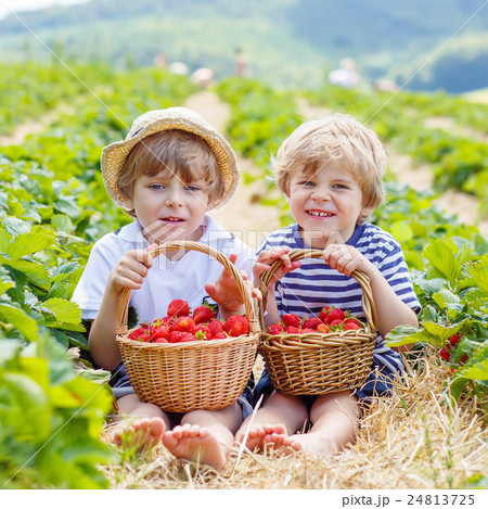 Two little sibling boys on strawberry farm in 24813725