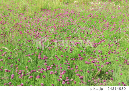 filed of violet flower from pangonglake filed of violet flower from pangonglake 24814080