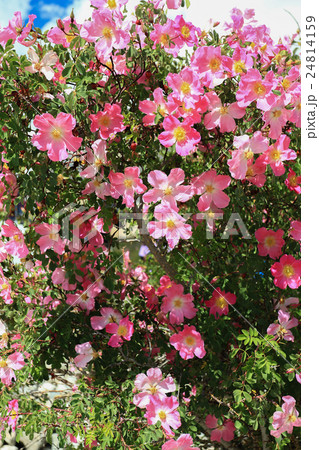 pink  flower from pangonglake 24814159