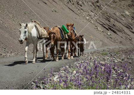 horse walk back to lehcity horse walk back to lehcity 24814331