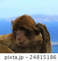 Burbary macaque Monkey  24815186