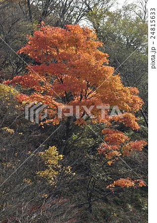 印象的な紅葉のカエデ 印象的な紅葉のカエデ 24815633