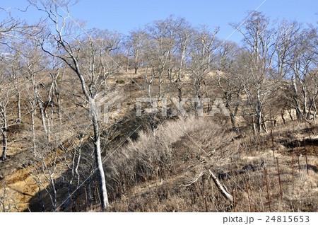 檜洞丸山頂の森 檜洞丸山頂の森 24815653