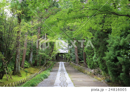 鎌倉・寿福寺 24816005
