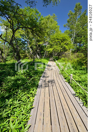 戦場ヶ原の遊歩道 戦場ヶ原の遊歩道 24816027