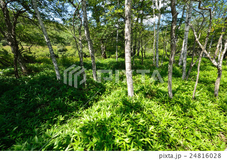 八月の戦場ヶ原 八月の戦場ヶ原 24816028