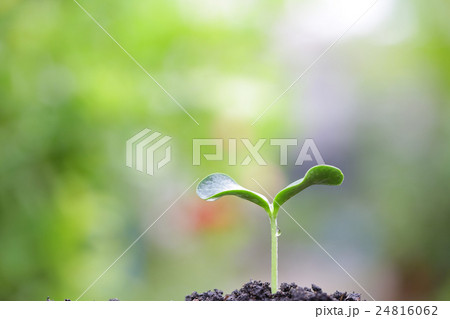 Growing tree Growing tree 24816062