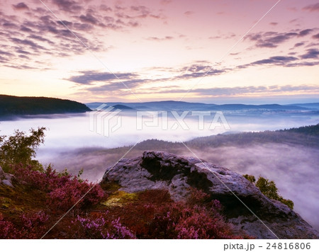 Pink red blooming of heather bush on cliff in park Pink red blooming of heather bush on cliff in park 24816806