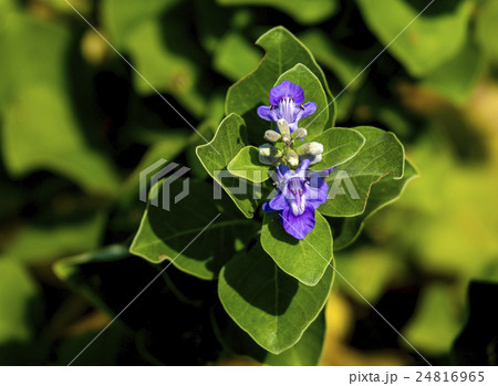 ハマゴウ 24816965