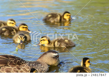 カルガモ親子が池でお散歩中 24817847