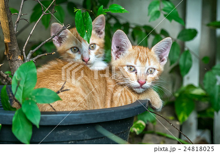 Two sibling kittens lay inside flowerpot 24818025