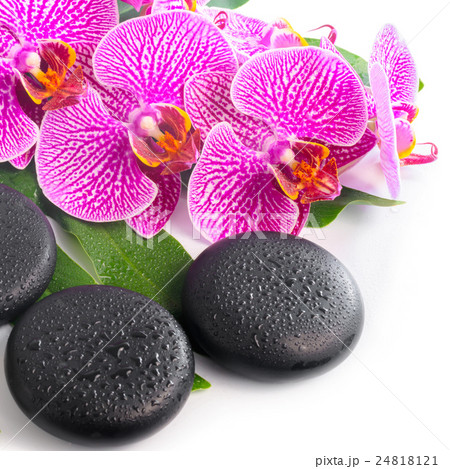 spa still life of blooming branch violet orchid 24818121