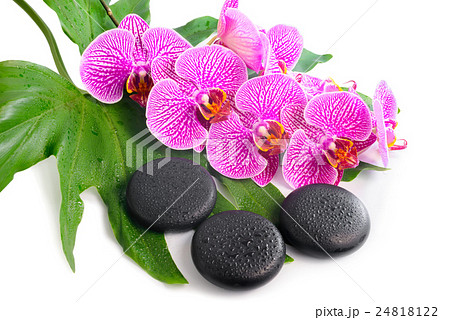 spa still life of blooming branch  violet orchid 24818122