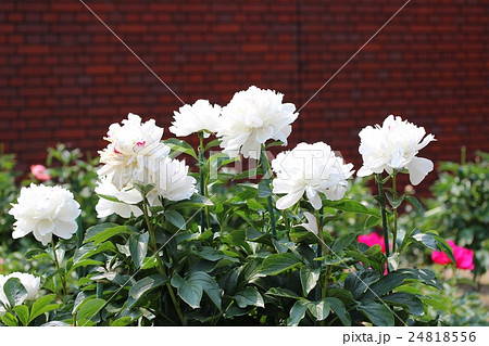 白い芍薬の花 24818556