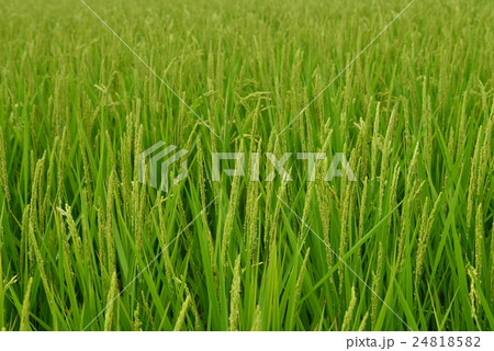 稲の花、稲穂 稲の花、稲穂 24818582