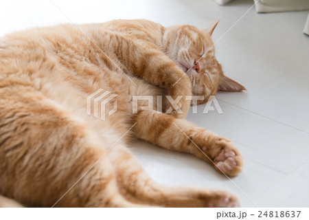 床の上で寝る猫 24818637