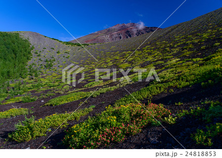 富士山御殿庭の高山植物 富士山御殿庭の高山植物 24818853