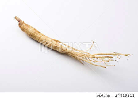 高麗人蔘 24819211