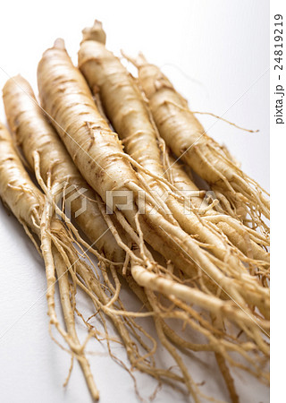 高麗人蔘 高麗人蔘 24819219