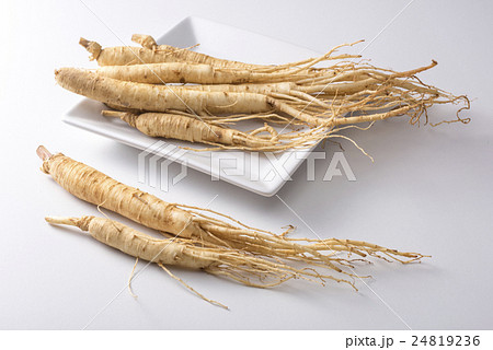 高麗人蔘 24819236