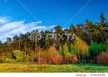 Forest landscape under evening sky with clouds 24819296