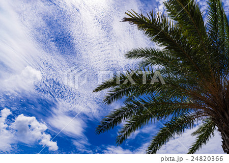 ヤシの木、雲、風景、沖縄。 ヤシの木、雲、風景、沖縄。 24820366