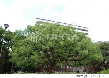 東大の大木 東大の大木 24821058