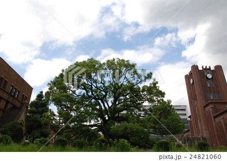 楠と安田講堂 楠と安田講堂 24821060