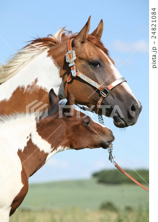 Paint horse mare with its foal 24821084