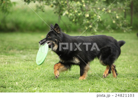 Beautiful Bohemian Shepherd running with a toy Beautiful Bohemian Shepherd running with a toy 24821103