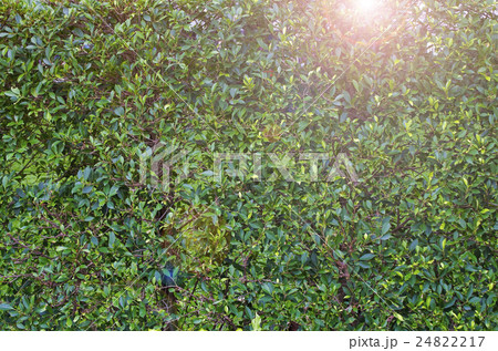 Tree leaf bushes green fence, Texture background Tree leaf bushes green fence, Texture background 24822217