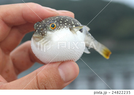 クサフグ 24822235