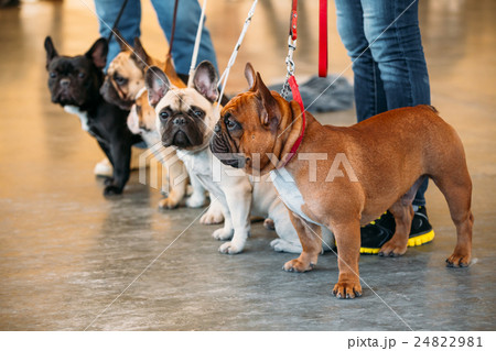 French Bulldogs Are A Different Color Next To Each 24822981