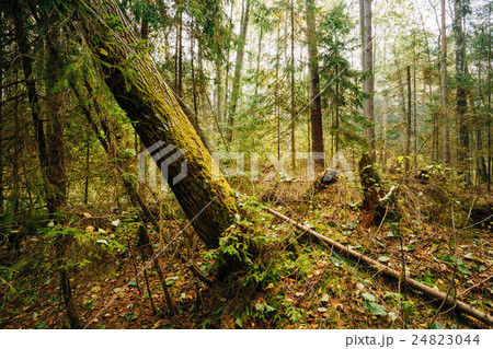 Wild Forest. Fallen Trees In Coniferous Forest 24823044