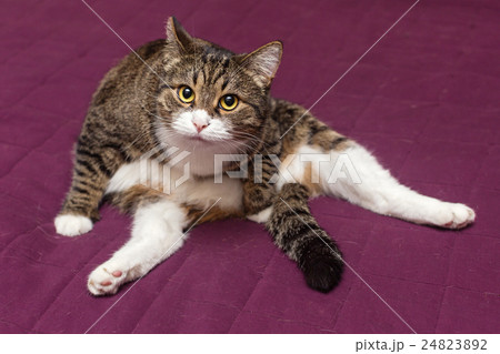 Cat is sitting on the bed 24823892