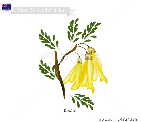 Kowhai Flowers, The National Flower of New Zealand 24824368
