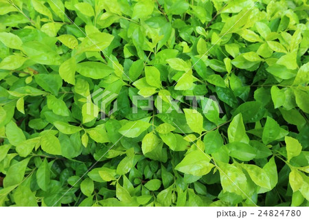 木の葉 葉 草の葉 24824780