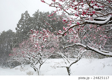 梅の花と雪 24825117