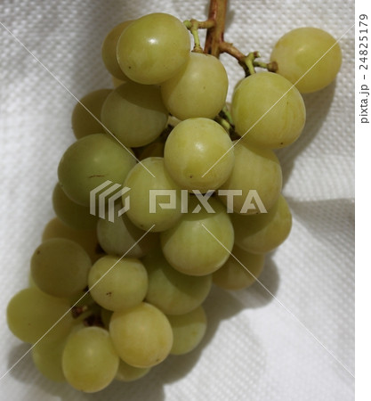 信州のシャインマスカット 24825179