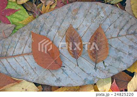 イヌブナの落ち葉　高尾山 24825220